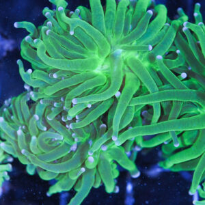 Neon green torch coral