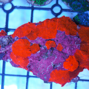 Red Jawbreaker mushroom coral